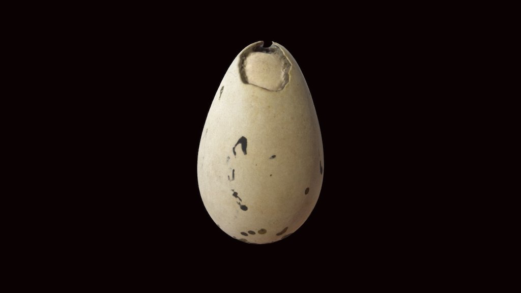 Great Auk Egg