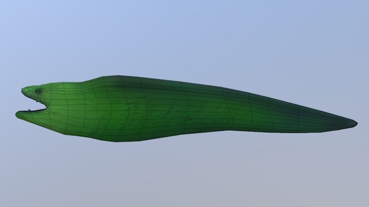 Eel 3D Model