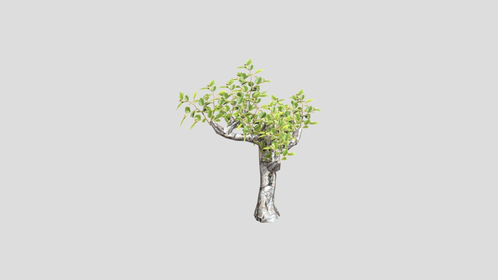Maya Tree Wth Leaves - 3D model by 453339 [56cb719] - Sketchfab