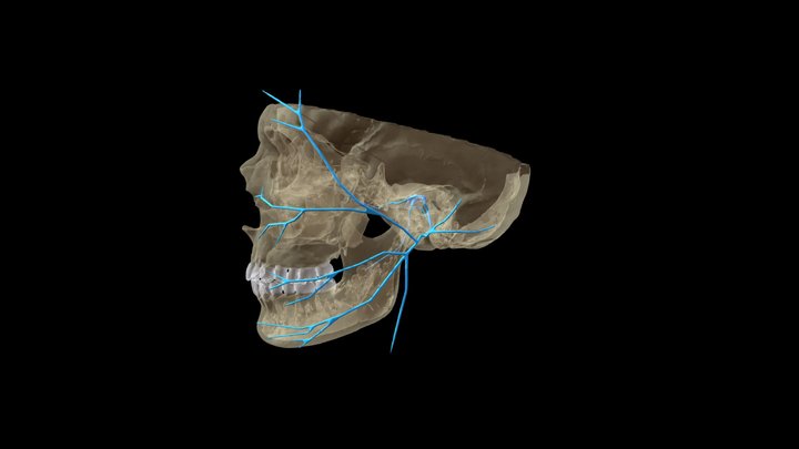 Facial nerve (Cranial nerve VII) 3D Model