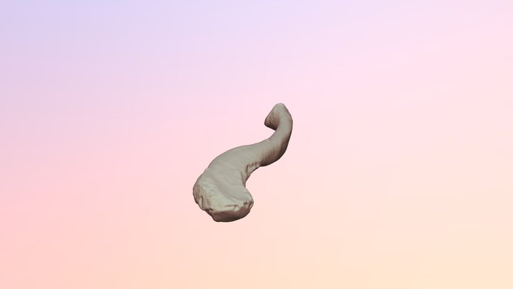 Human Clavicle - University of Oklahoma Anatomy 3D Model