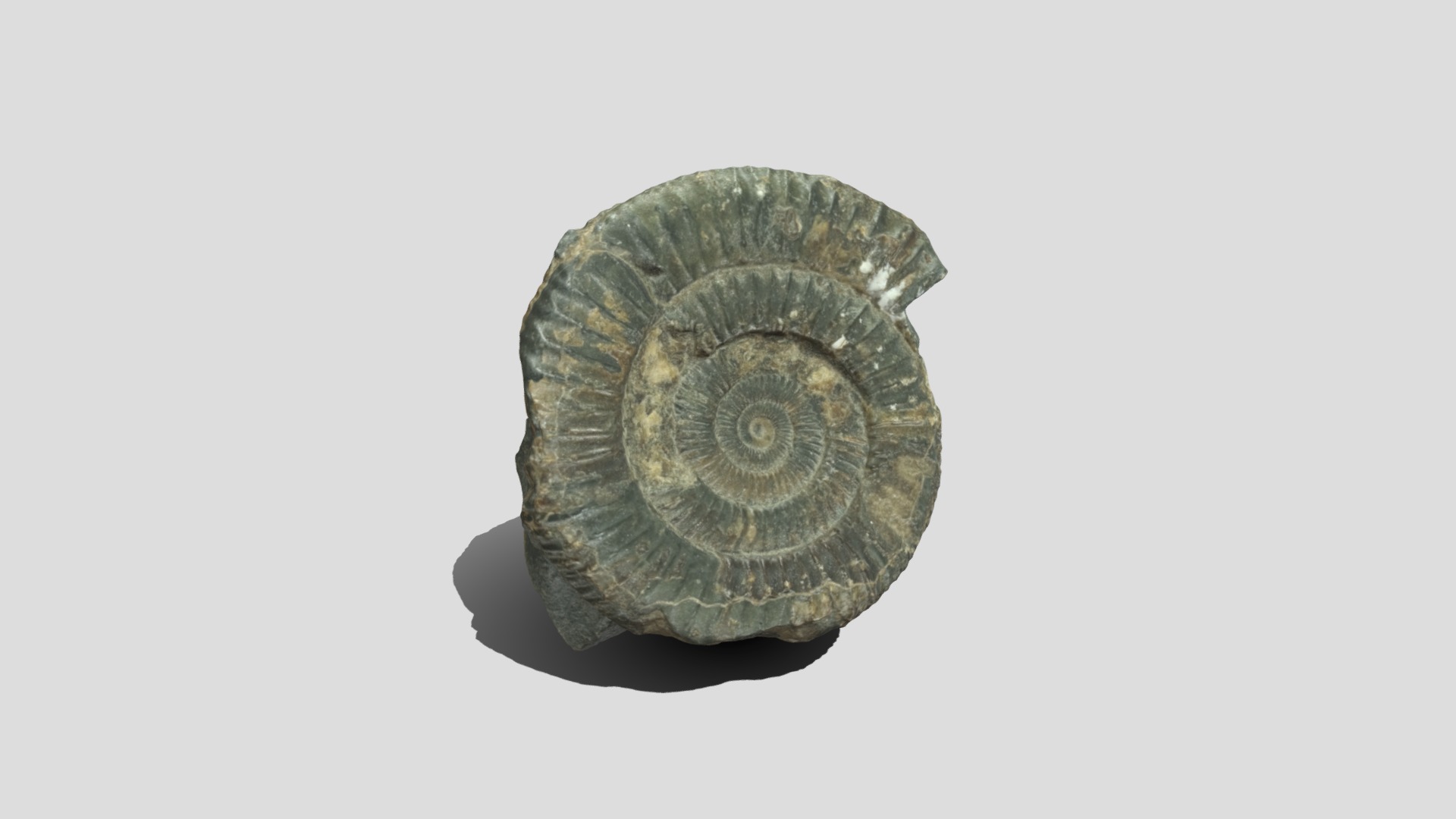 3D model Ammonite JPG - This is a 3D model of the Ammonite JPG. The 3D model is about a stone sculpture of a head.