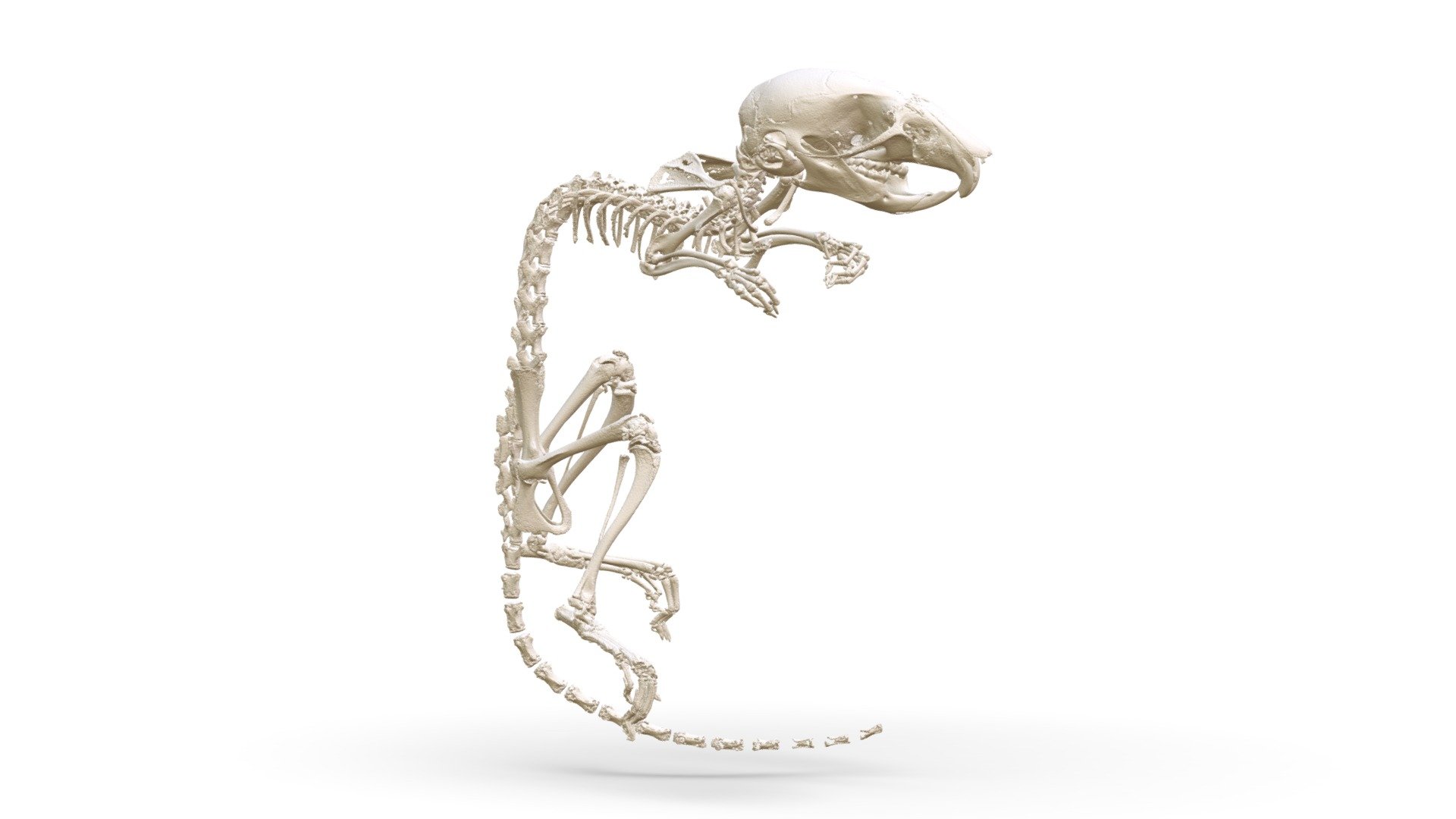 Apodemus peninsulae (MSB:Mamm:94308) - 3D model by Biodiversity ...