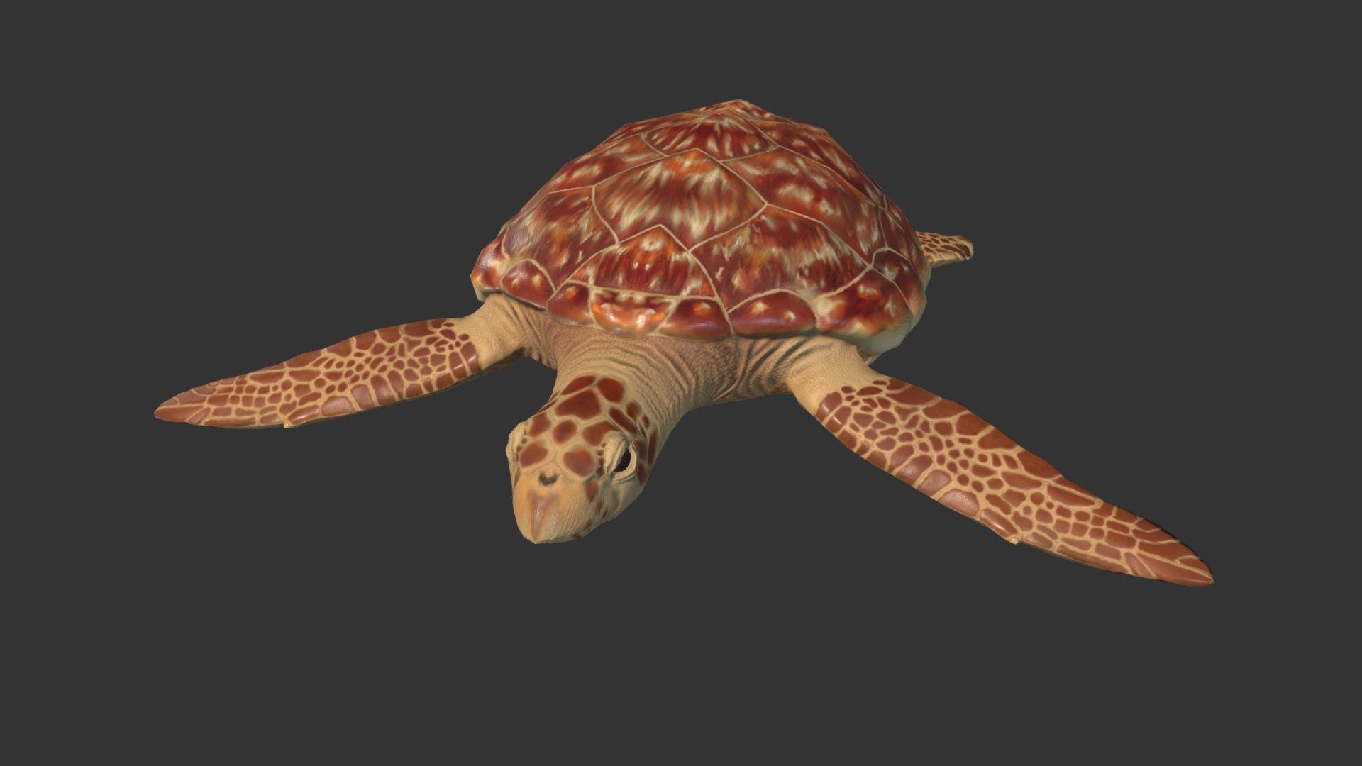 Hawksbill Sea Turtle Study - 3D model by Amanda Langel (@AmandaALangel ...