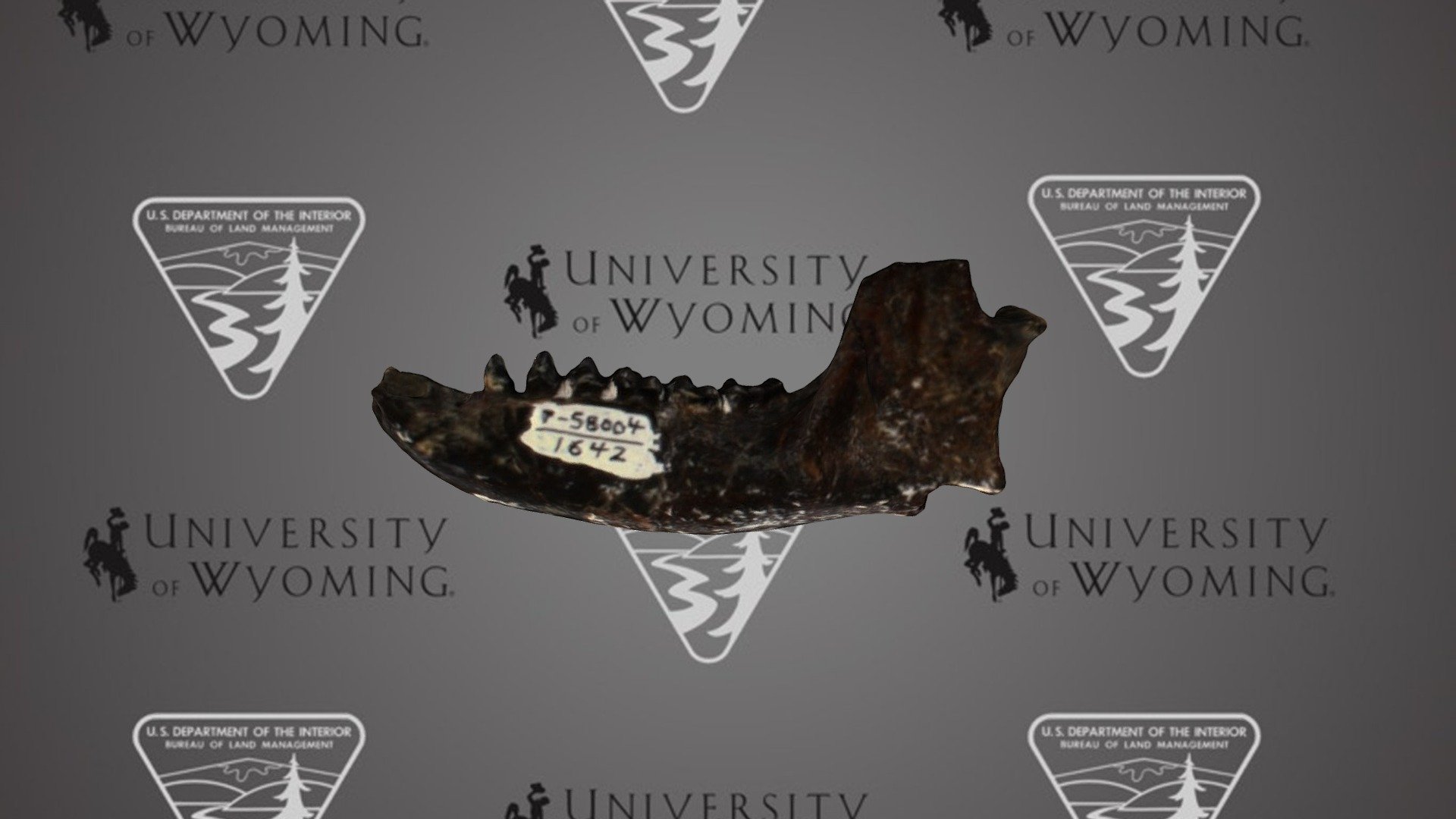 UW1642 - Notharctus venticolus, dentary