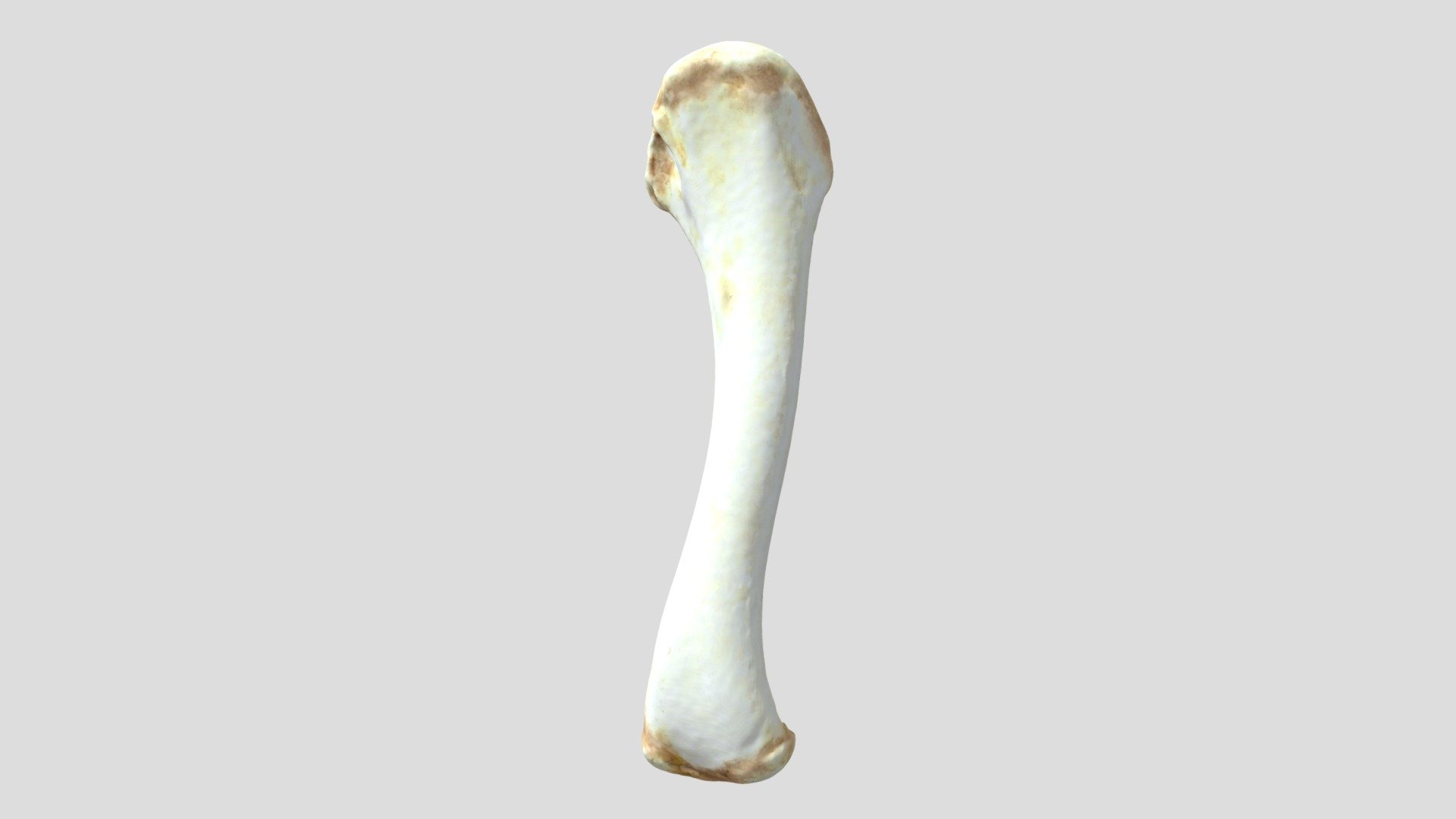 Turkey Humerus Left (VCU_3D_4068) - Download Free 3D model by Virtual ...