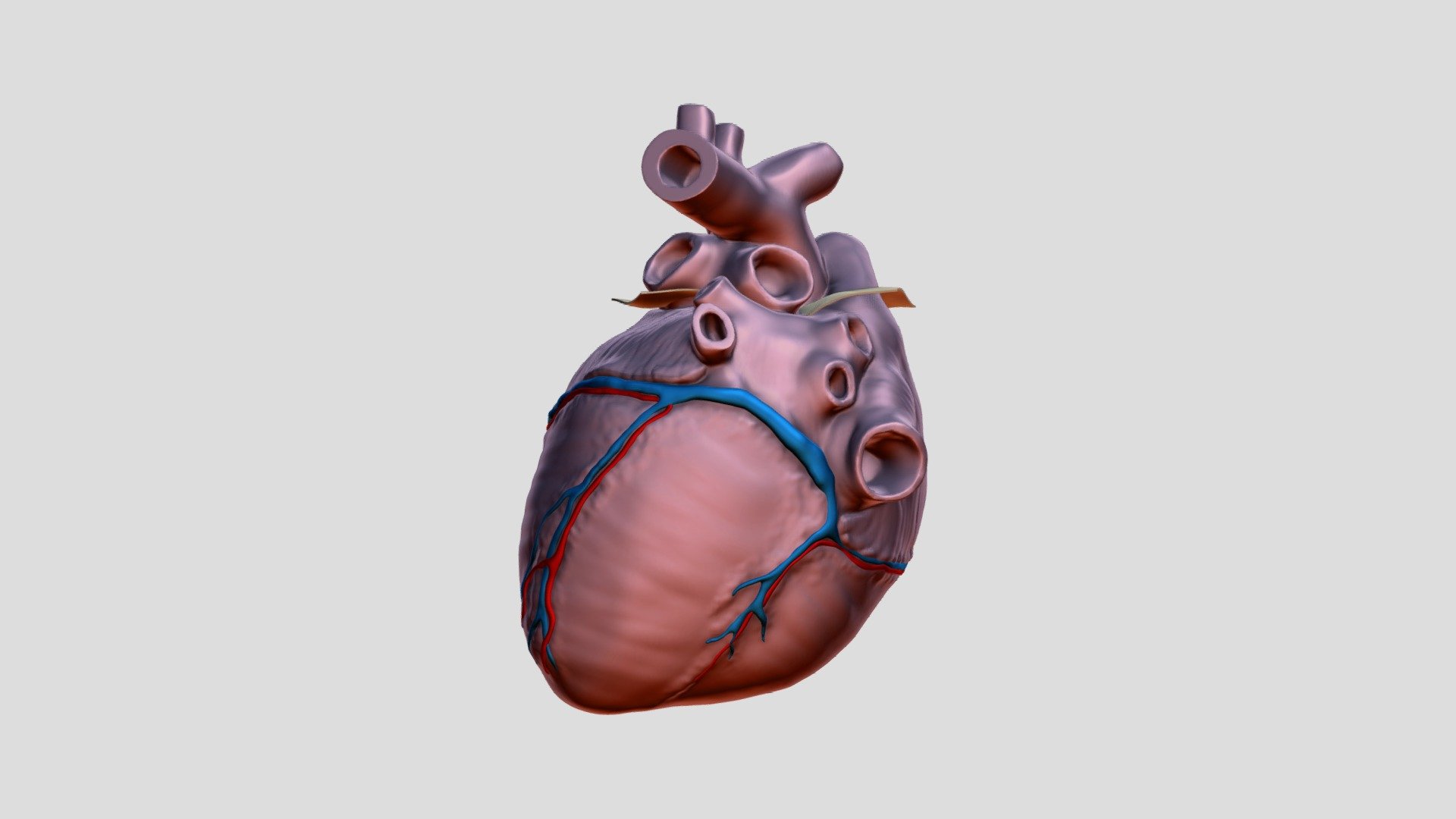 Сердце - 3D model by ImperialFist (@hulkcrash1) [56d4fd7] - Sketchfab