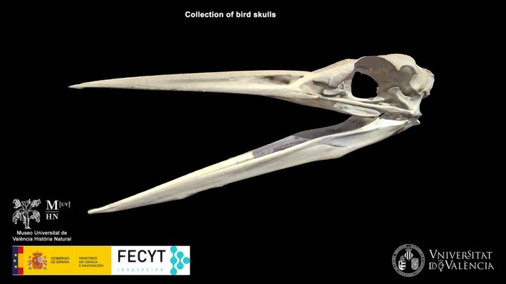 Grey heron (Ardea cinerea) 3D Model