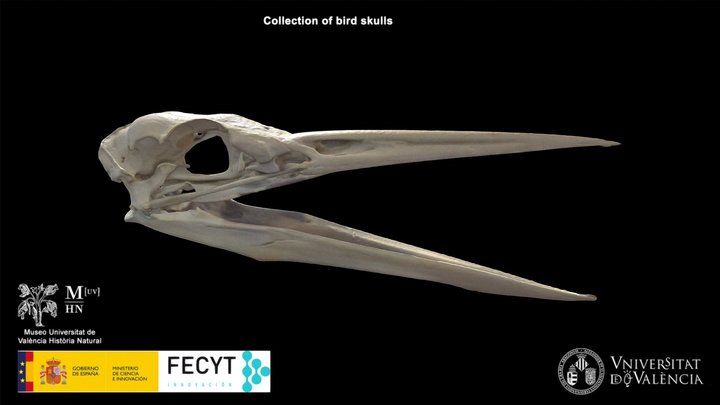 Grey heron (Ardea cinerea) 3D Model