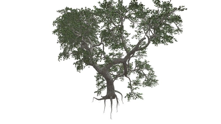 Japanese Maple Tree #03 3D Model