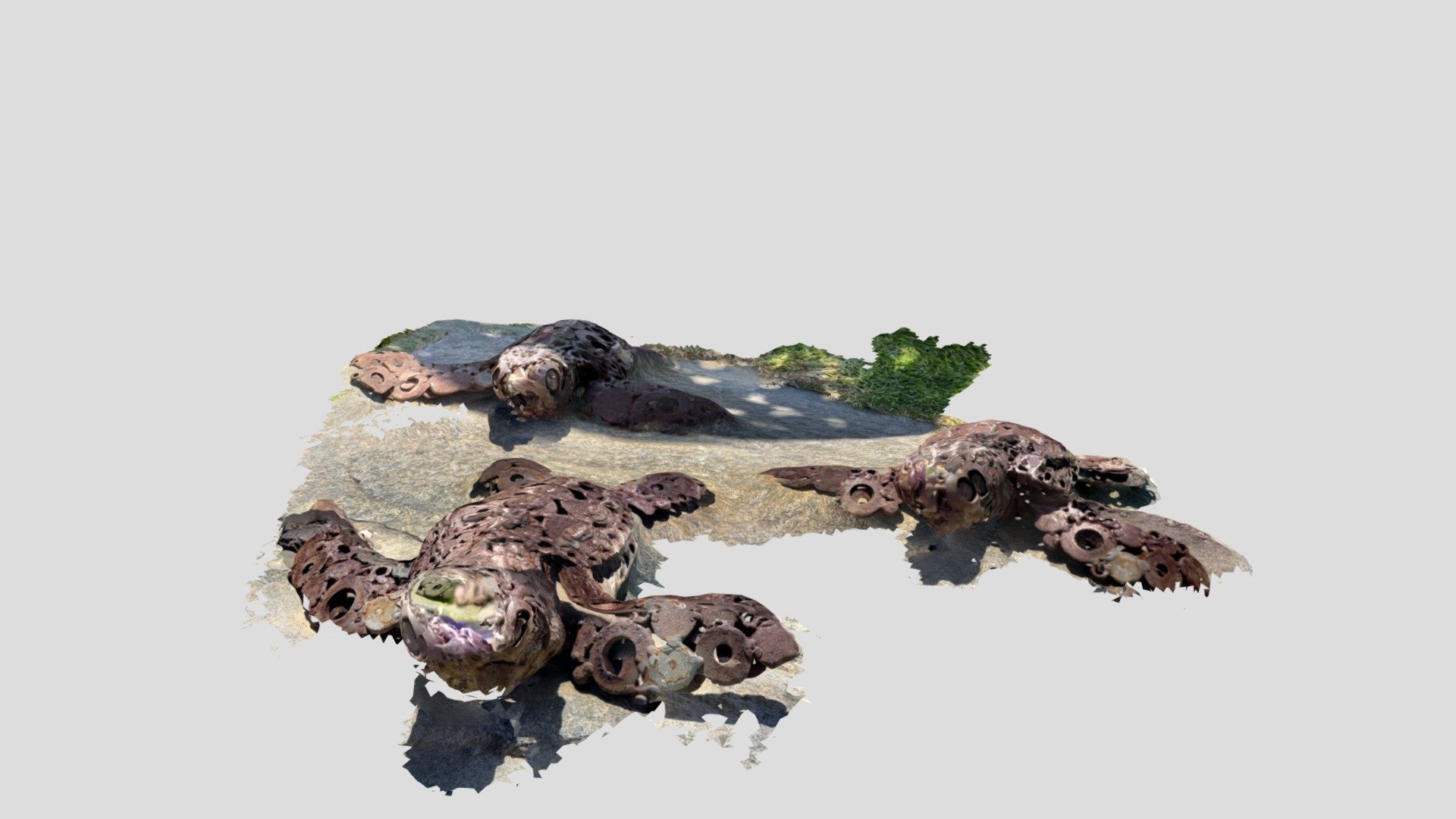 Schildkrötenstatue Fuerteventura