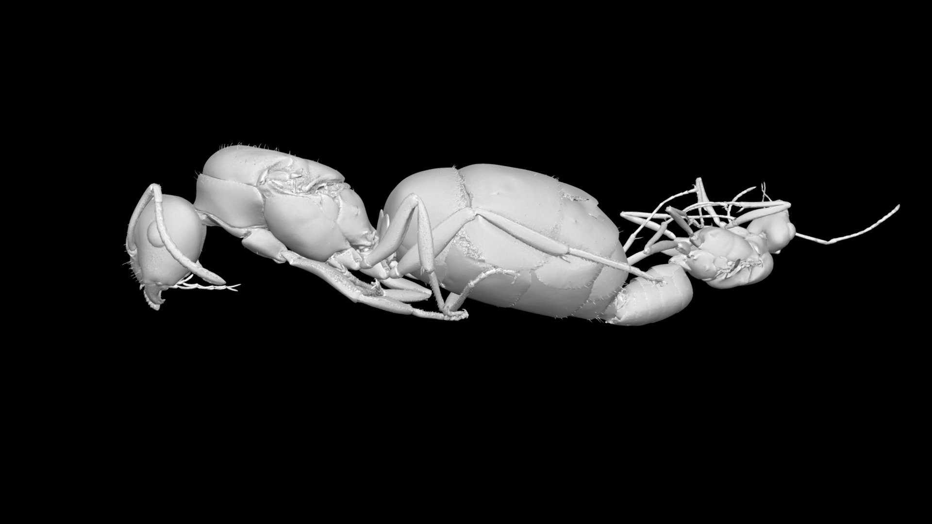Lasius sp (incopula) - 3D model by Economolab (@arilab) [56dee44 ...