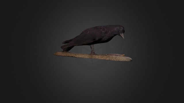 American Crow – Modelo 3D gratuito STL