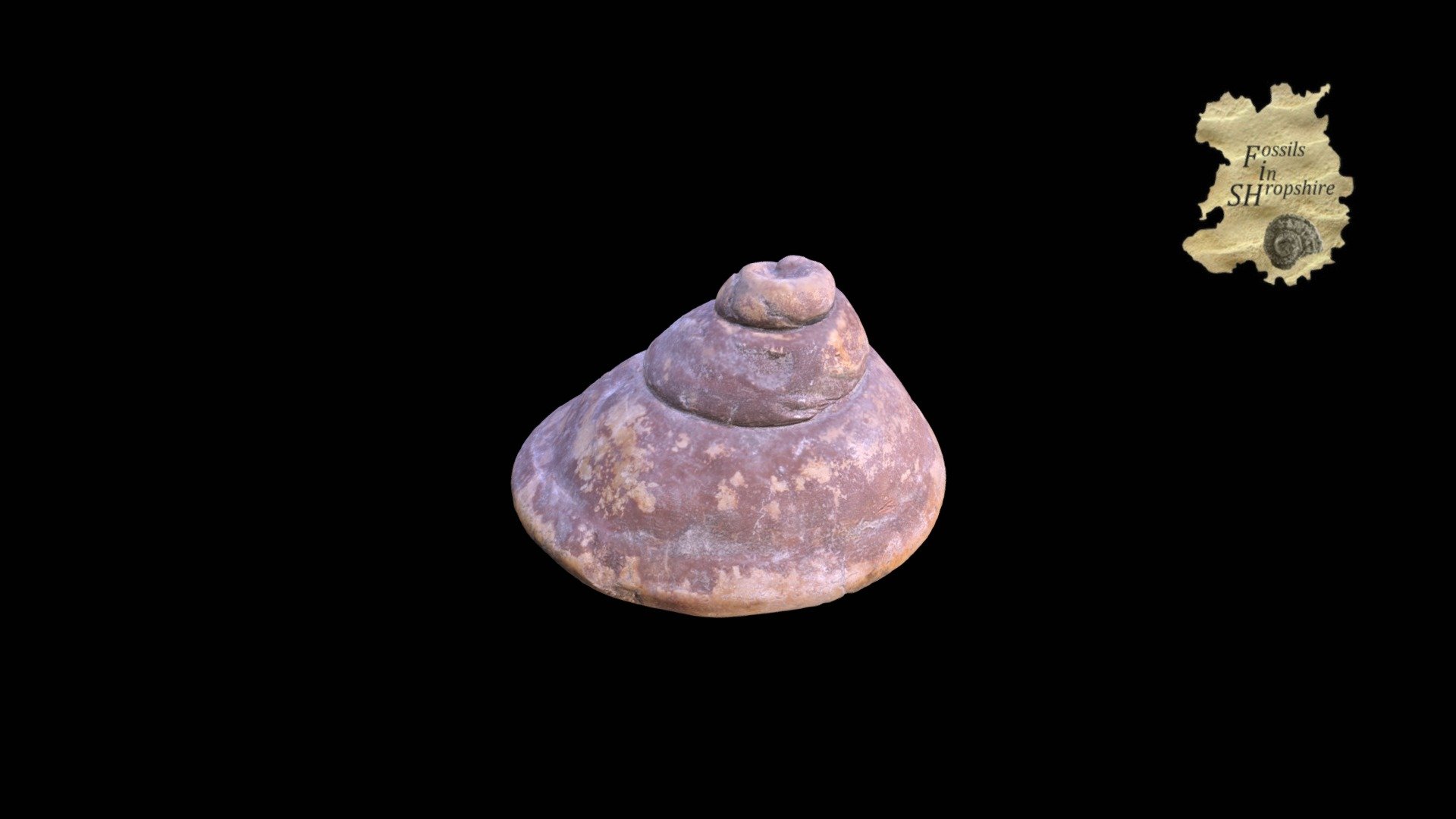 Gastropod - Bellerophon
