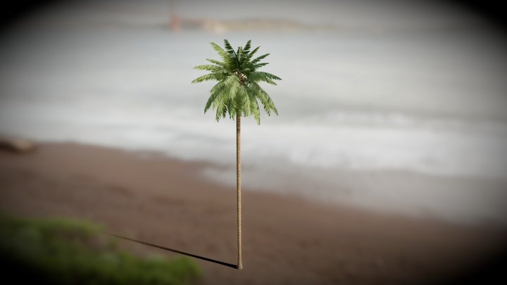 Realistic Palm Tree Model vol.2 3D Model