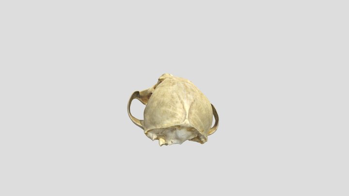 Vulpes_bengalensis_U_NML.1981.1329 3D Model