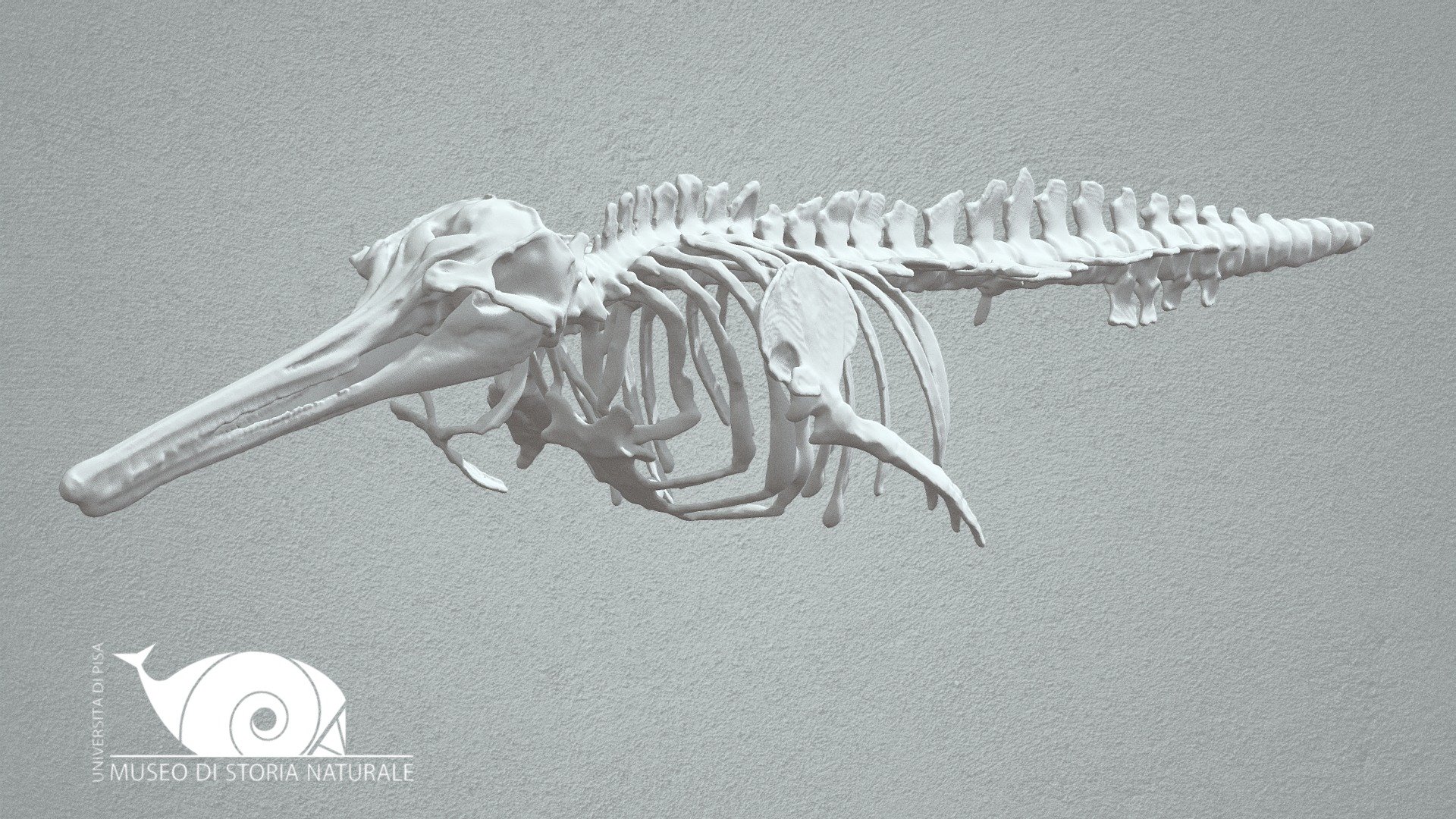 Franciscana - 3D model by Natural History Museum, University of Pisa ...