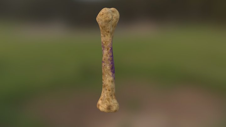 Rotting Marrow 3D Model