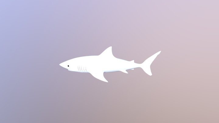 Shark 3D Model