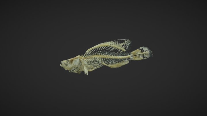 石斑鱼骨骼 Files 3D Model