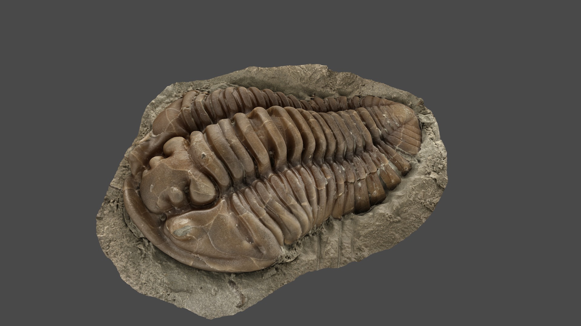 3D model Trilobite (Flexicalymene retrorsa) - This is a 3D model of the Trilobite (Flexicalymene retrorsa). The 3D model is about a close-up of a fossil.