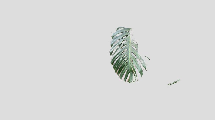 Leaf 1 3D Model