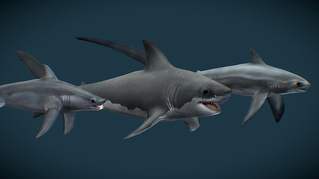 Sharks (Mako, Great White, Thresher) 3D Model