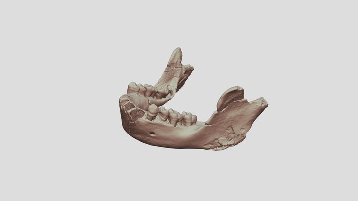 Dmanisi D2735 Homo erectus georgicus Mandible CT