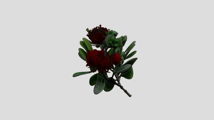 Pohutukawa 3D Model