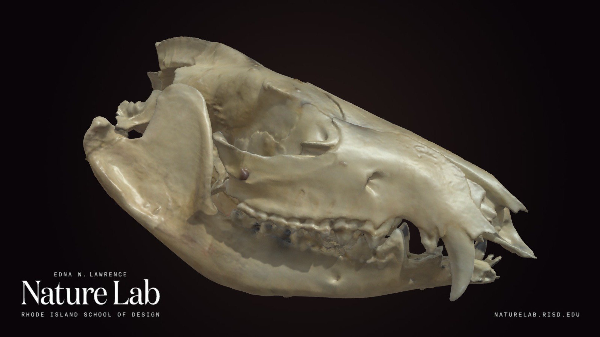 Opossum Skull