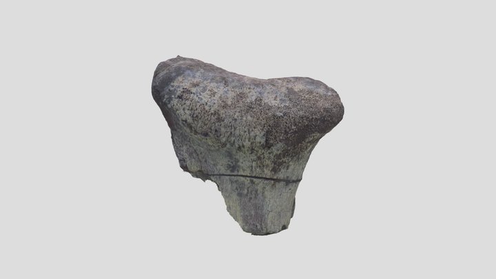 Dinosaur Bone 3D Model