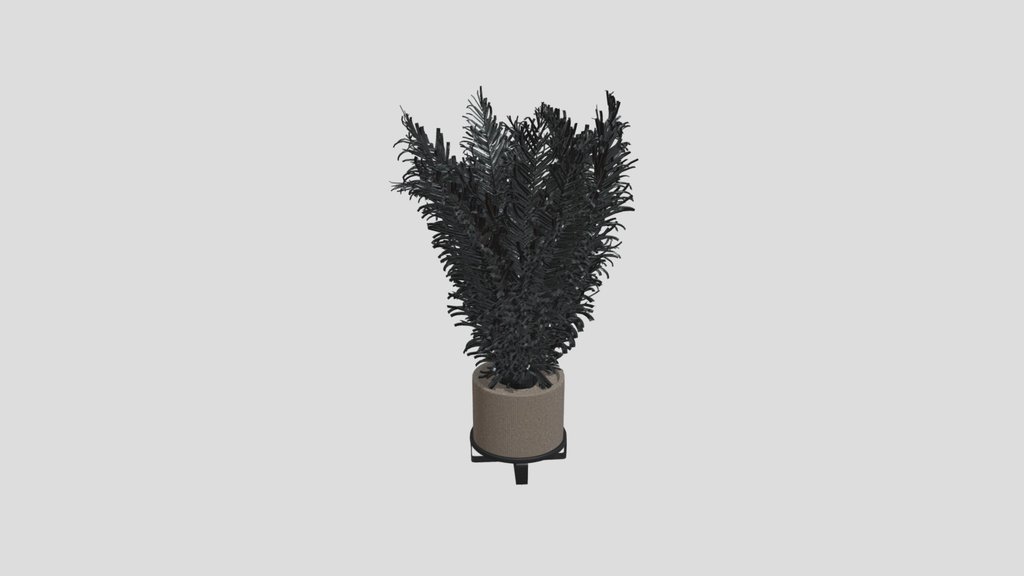Areca Palm Corner Plant
