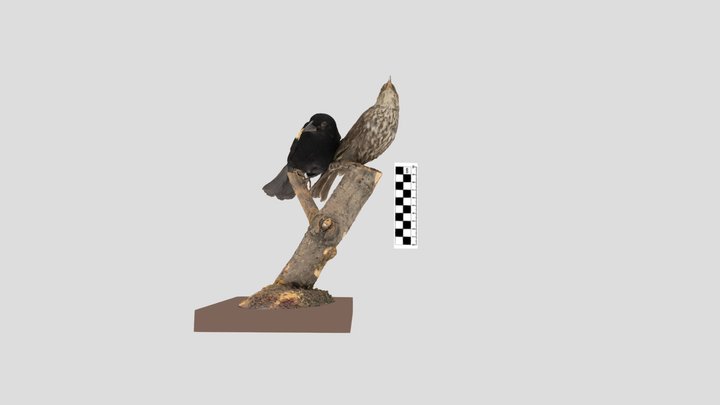 Icteridae: red-winged blackbird (male & female) 3D Model
