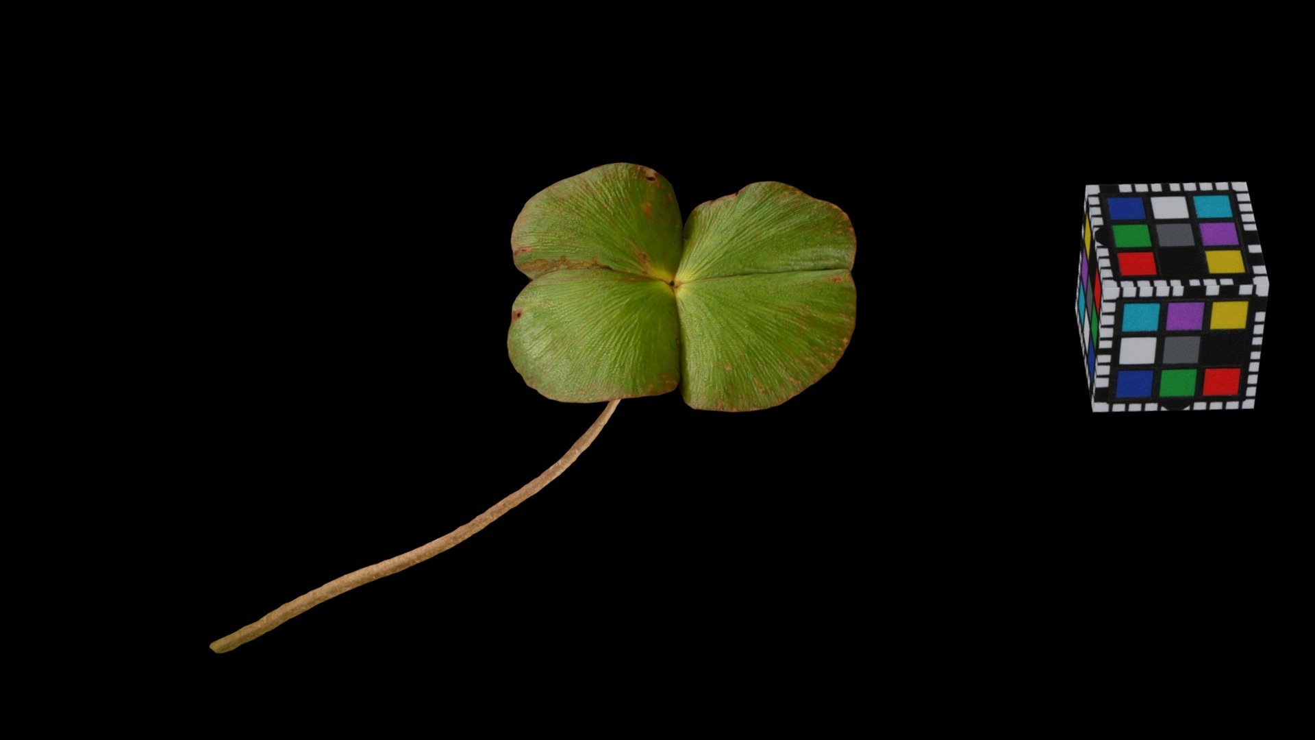 CC0 デンジソウ ☘ Water Clover, Marsilea quadrifolia - Download Free 3D model ...