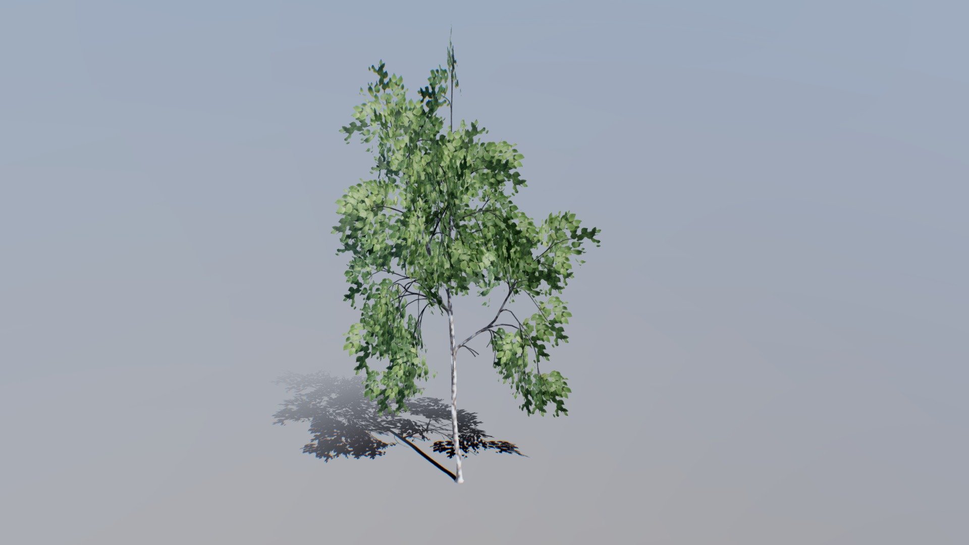 Gt 016 Birch 01