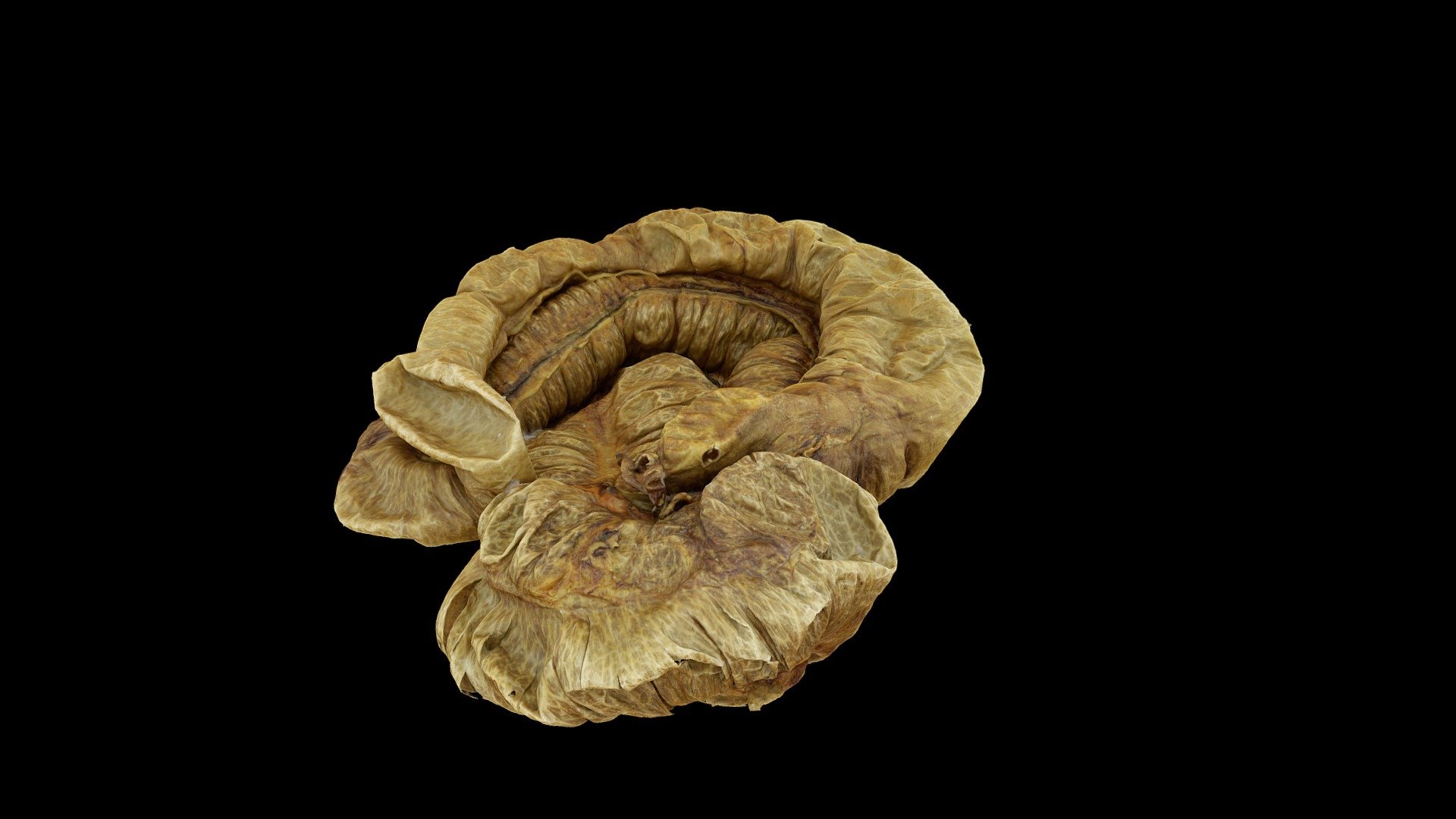 Equidae Colon Ascendens — Sketchfab embed 3D viewer
