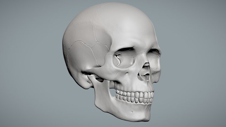 Caucasian Male Skull 3D Model