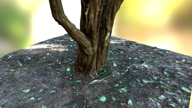 Acerola Tree 3D Model
