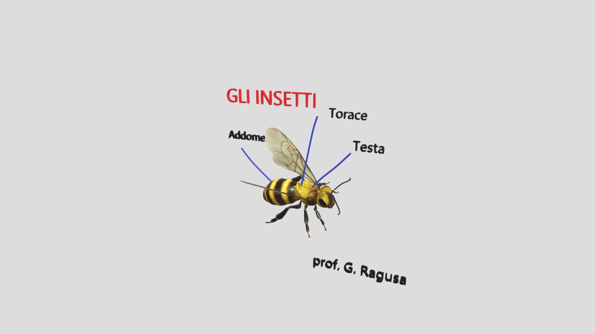Ape (insetto)