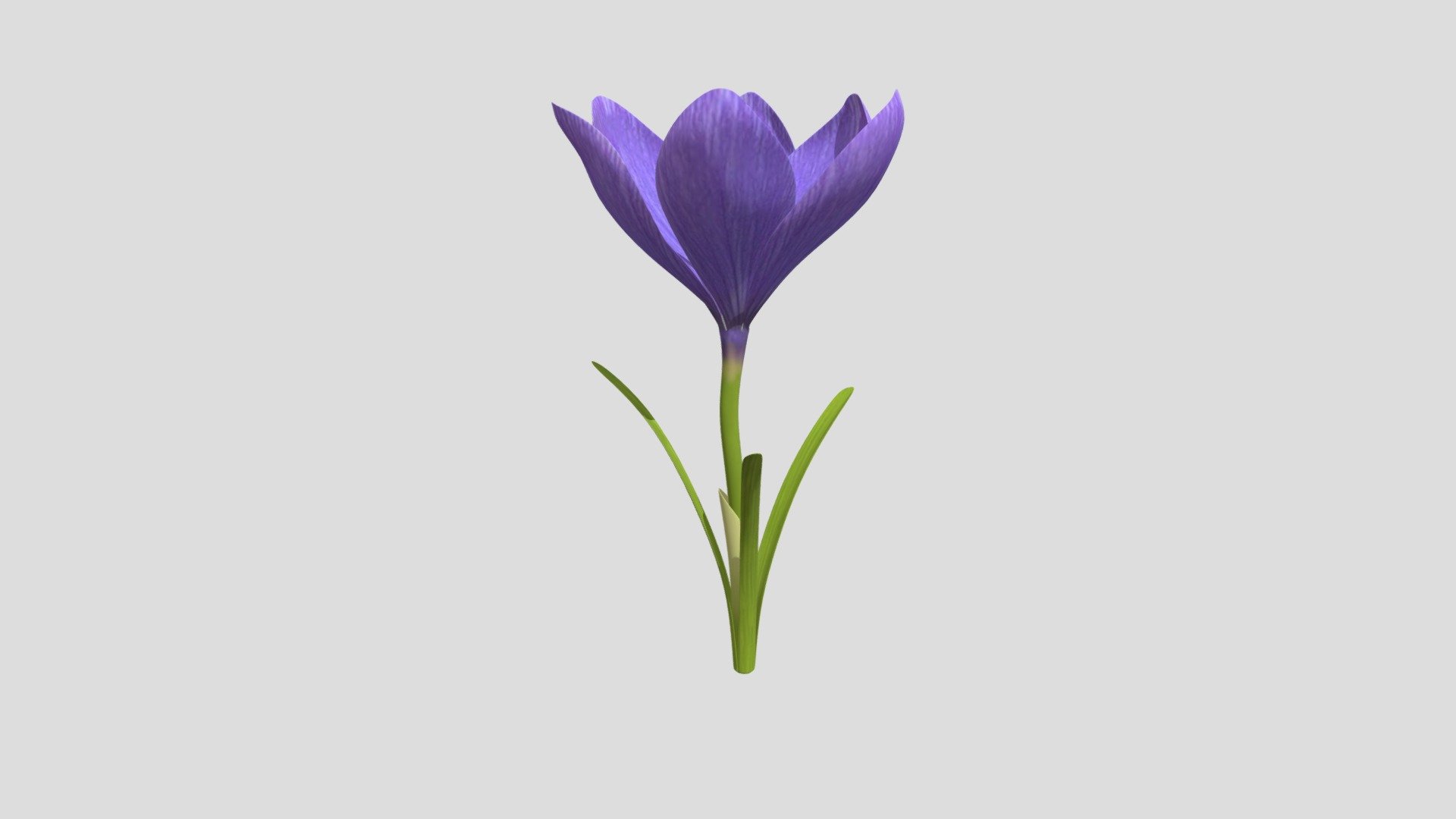 DTS4.2_CUINDA_Y1_JANNY_A02_PurpleFlower