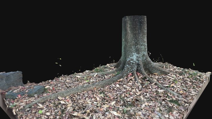 Tree Roots and Trunk 3D Model