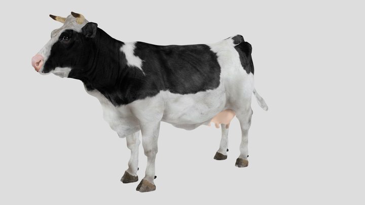 Cow 3D Model
