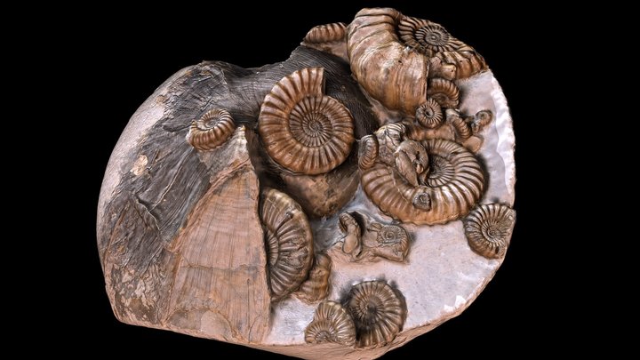 Large Nautilus nodule fossil from Charmouth UK 3D Model