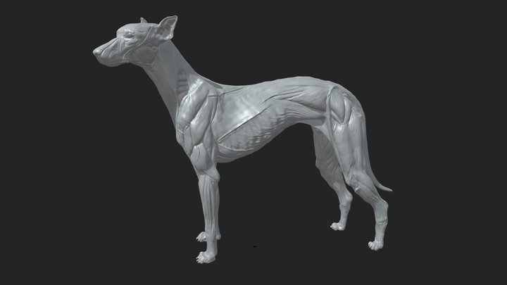 Greyhound Dog Anatomy 3D Model