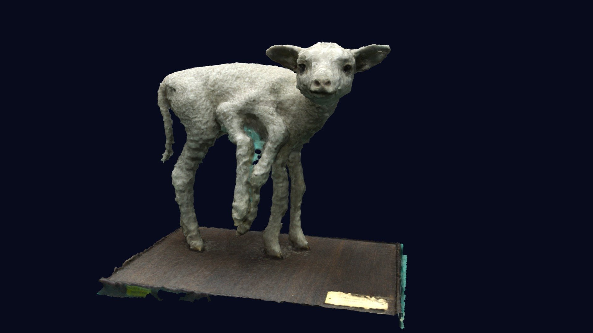 Sheep with 6 legs conjoined twin - 3D model by Institute of Anatomy ...