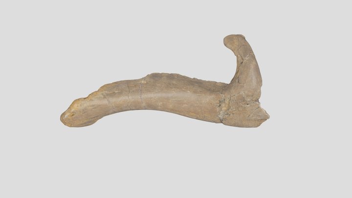 Edmontosaurus lower jaw fossil (L37) 3D Model