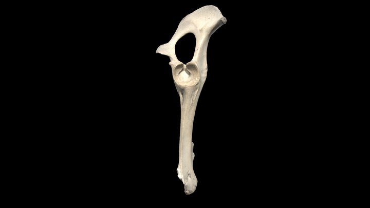 Transhumance- Sheep Pelvis Female 3D Model