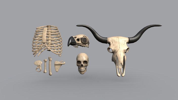 Skeleton low poly pack 3D Model