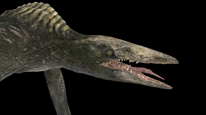 SkullCrawler 3D Model