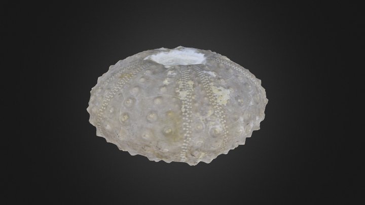 Echinoid: Phymosoma texanum (PRI 76726)